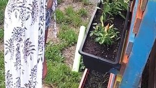 Gardening without t-shirt!