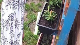 Gardening without t-shirt!